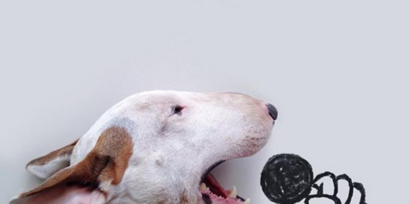 Что грозит хозяину собаки, если животное громко лает и мешает с