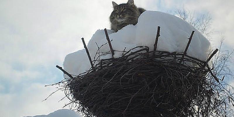 Какие штрафы грозят за снег на даче и кто его должен убирать