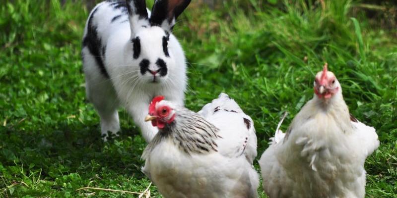 Четыре законодательных “сюрприза” для дачников и садоводов в 2023