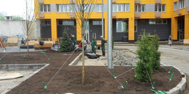 Почему во дворах редко высаживают взрослые деревья? О современных методах озеленения