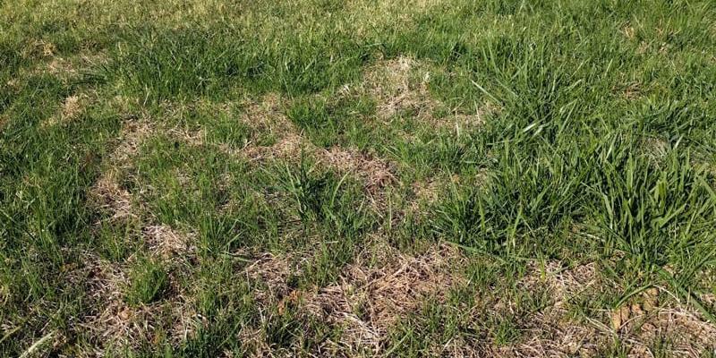 Купили участок. Что дальше?