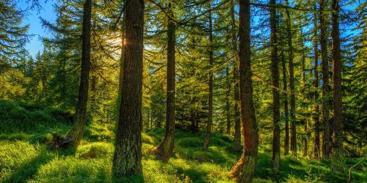 Госдума приняла во втором чтении законопроект о лесной амнистии 2.0