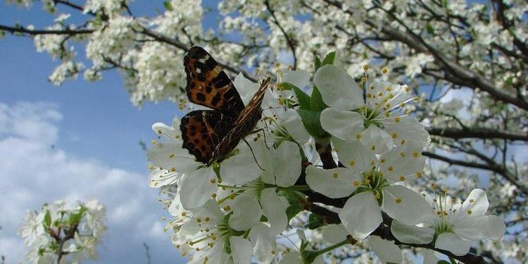 Что нового ждет россиян в мае: пенсии, ипотека, оплата ЖКХ