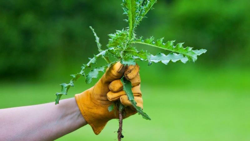 Борьба с сорняками: возможные способы избавления от сорных растений на участке
