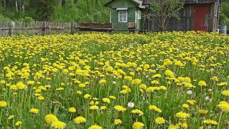 Одуванчики, мак и мята: за какие растения могут оштрафовать дачников