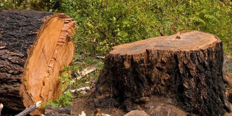 Штрафы для дачника: можно ли пилить деревья, жечь листву и собирать дрова?